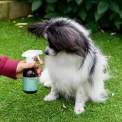 Animal Care Colloidal Silver 10 Animal Care Colloidal Silver -Groomers Professional active silver animal care colloidal silver p18025 16395 medium