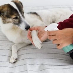 Animal Care Colloidal Silver 12 Animal Care Colloidal Silver -Groomers Professional active silver animal care colloidal silver p18025 16397 medium