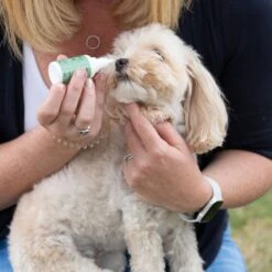 Animal Care Eye Drops 10 Animal Care Eye Drops -Groomers Professional active silver animal care eye drops p18030 16550 medium