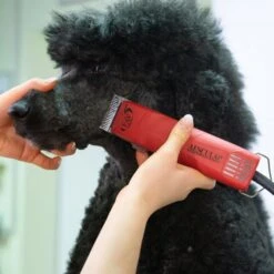 Aesculap FAV5 Corded Clipper 13 Aesculap FAV5 Corded Clipper -Groomers Professional aesculap fav5 corded clipper p29 17174 medium