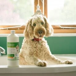 Anti-Bacterial Dog Shampoo 8 Anti-Bacterial Dog Shampoo -Groomers Professional aqueos anti bacterial dog shampoo p2925 14362 medium