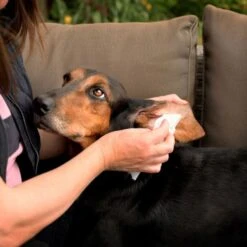 Disinfectant Wipes 7 Disinfectant Wipes -Groomers Professional aqueos disinfectant wipes p1179 14367 medium