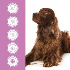 Shine Shampoo -Groomers Professional groomers performance shine shampoo p17784 13750 medium