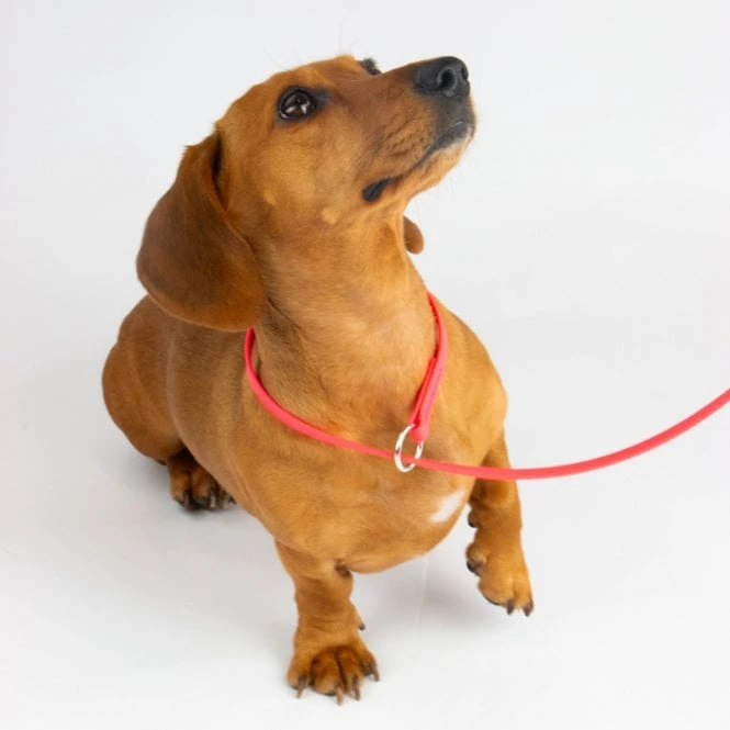 Pet Power Grooming Lead 6ft 2 Pet Power Grooming Lead 6ft - Image 2