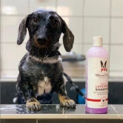 Calming Lavender Shampoo 503ml -Groomers Professional warren london calming lavender shampoo 503ml p17955 15895 medium